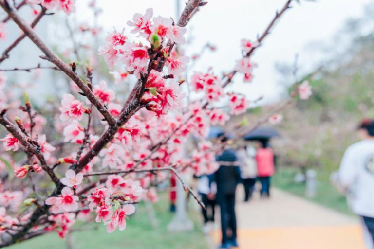 「花現好日仔」賞櫻季圓滿落幕 兩週吸引逾19萬人次走訪新竹公園 2 20260315200243 9eca5d64