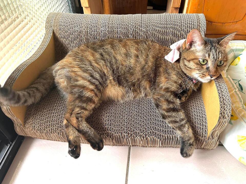 5e76869f 6567 403e 9088 5ea65ea9f1fa 177373372944474138001333462