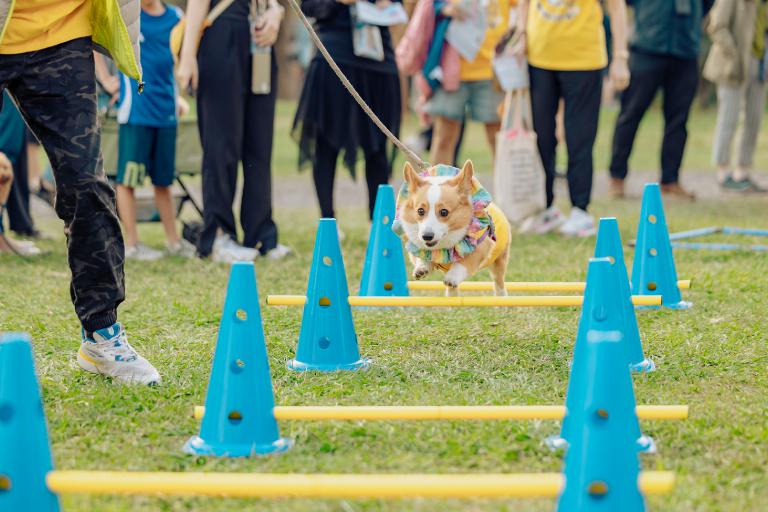 高雄「好伴」狗嗷運會登場 七大爆笑賽事打造最療癒萌寵嘉年華 4 20260325000005 3e04e16e