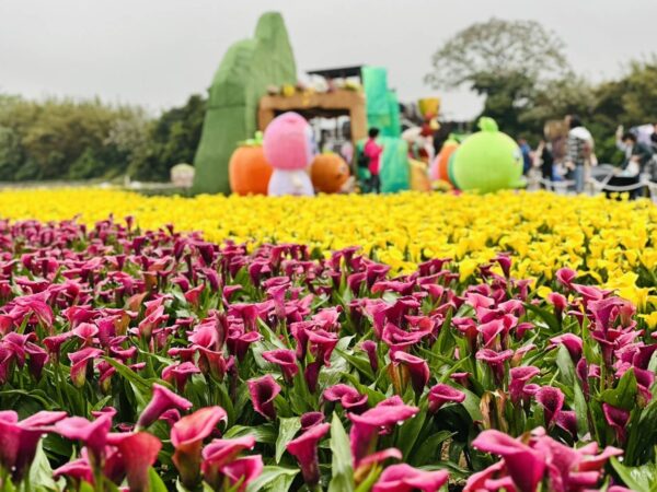 桃園彩色海芋季盛大開幕結合棒球文化 張善政:期盼花季與職棒賽場雙喜臨門 8 2026桃園彩色海芋季《園夢奇芋記》現場有超過6萬5千株彩色海芋,更搭配小蒼蘭、百合、波斯菊,超過14個不同品種,總共高達20萬株的夢幻花草綻放。