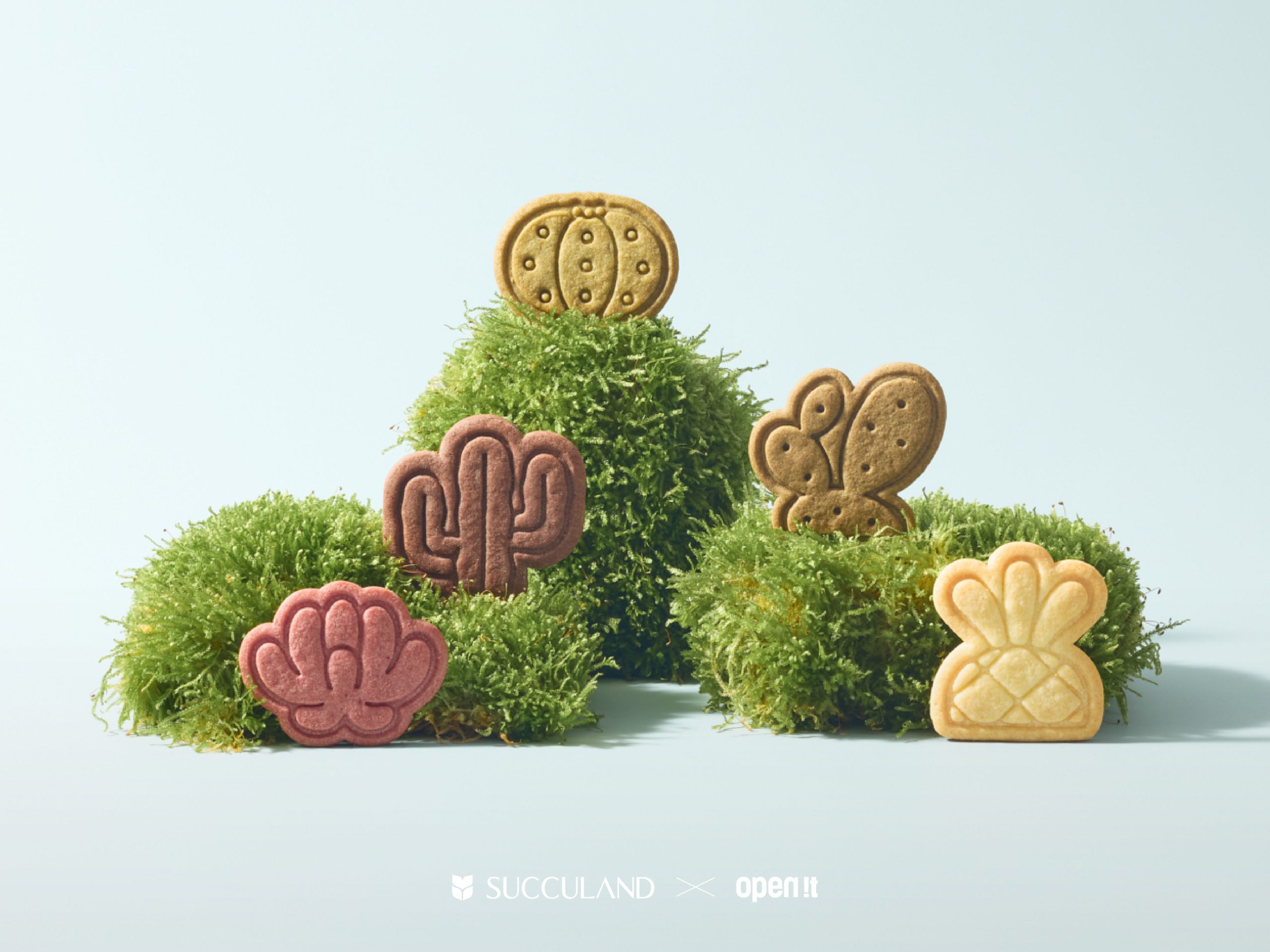 4%E5%A4%9A%E8%82%89%E6%A4%8D%E7%89%A9%E9%80%A0%E5%9E%8B%E9%A4%85%E4%B9%BE open it scaled 1