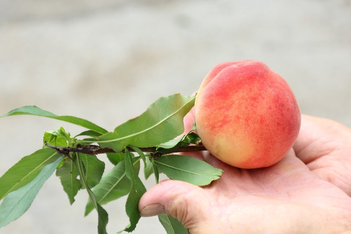 ba05d04e 4ba3 41a8 a841 030b811d7977 177494843331069438301469133