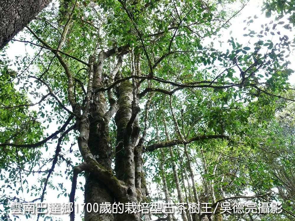 %E7%A5%A8%E5%8D%97%E6%80%9D%E7%90%86%E9%84%89100%E6%AD%B2%E7%9A%84%E6%A0%BD%E5%9F%B9%E5%9E%8B%E5%85%8B%E8%8C%B6%E6%A8%B9%E7%8E%8B