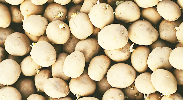 2327cd820f6d38927629712ebf676495 upscayl 5x upscayl lite 4x 735x400 1