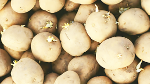 8e3dd115430f58b54c43368e846947b3 300x169 1