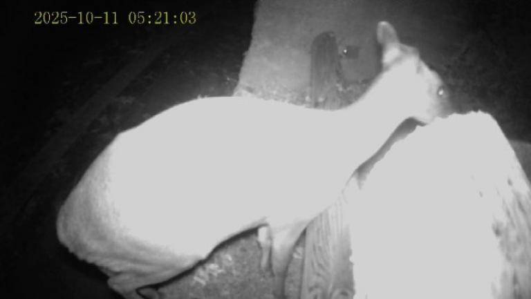 20260424191211 415a407b