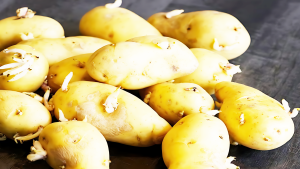 6ae784815a17cb704a3742094adca2dd 300x169 2