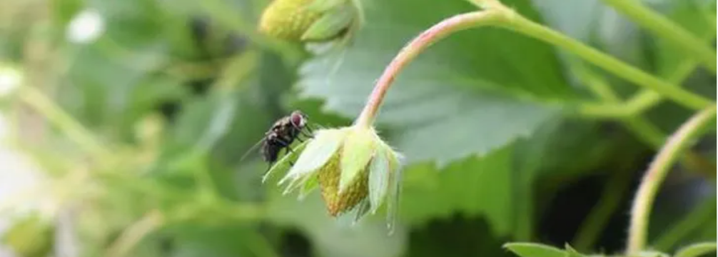 %E8%92%BC%E8%A0%85%E6%8E%88%E7%B2%89%E6%99%AE%E5%8F%8A%E5%8C%964 0