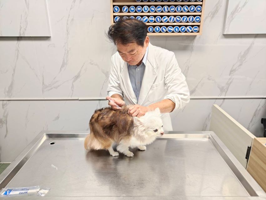 《圖說》在狂犬病防疫宣導月，合約動物醫院獸醫協助飼主為家中犬隻完成狂犬病疫苗補強。〈動保處提供〉