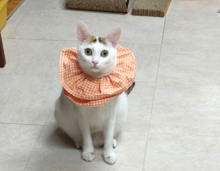 《圖說》優質與安全的飼養生活環境定期除蚤。〈動保處提供〉