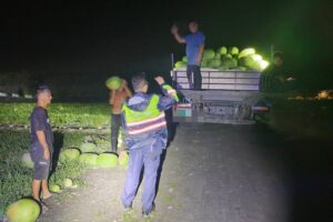 玉警護瓜添插曲 山羌野兔頻出沒 彷彿指引警方巡田水 9 MEITU 20260529 105447234 300x200 1