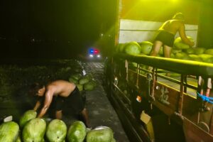 玉警護瓜添插曲 山羌野兔頻出沒 彷彿指引警方巡田水 14 MEITU 20260529 105809753 300x200 1