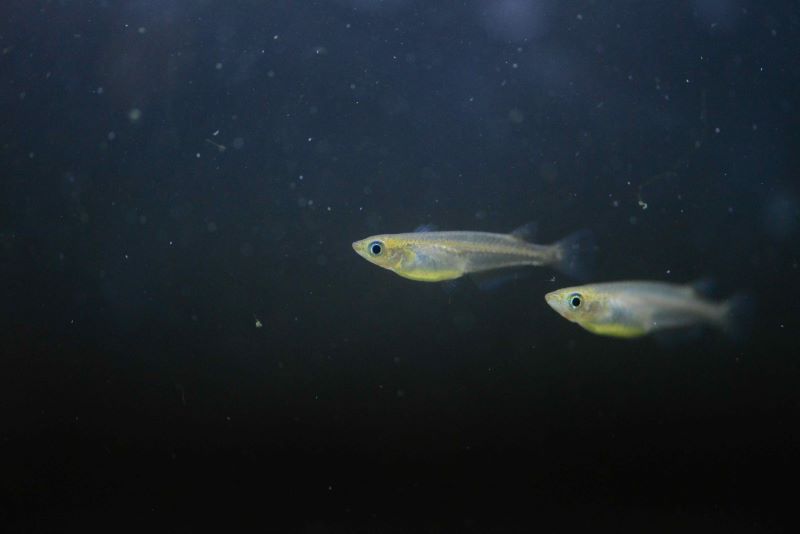 《圖說》瀕危原生魚類「噶瑪蘭青鱂」。〈農業局提供〉